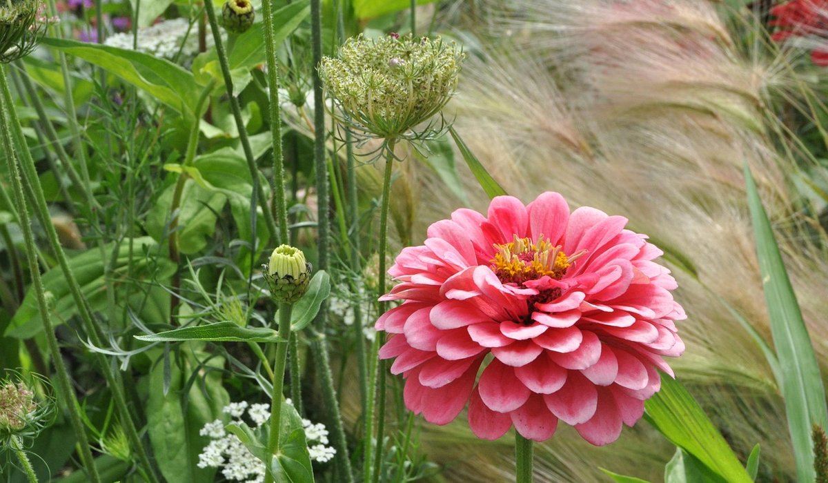 Autumn Garden Tasks for a Healthy Plot