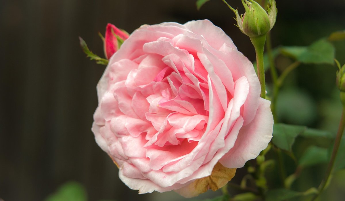 Best Climbing Plants for a Shady Wall