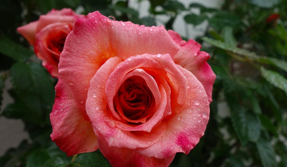 Choosing the Best Watering System for Borders