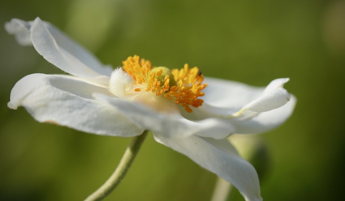 Choosing the Right Focal Point for Gardens