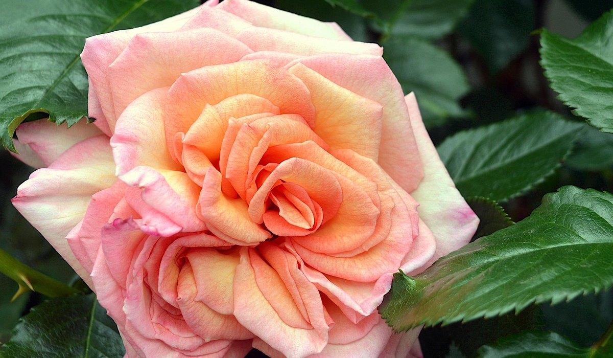 Essential Hand Tools for New Gardeners