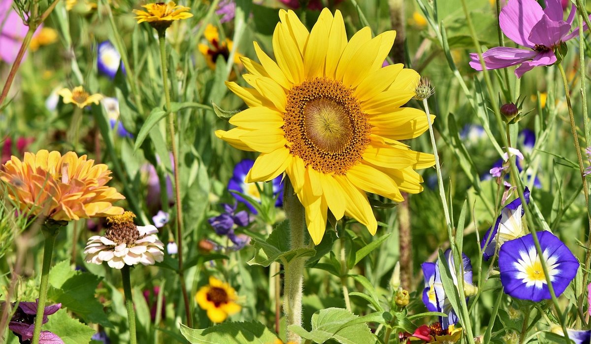 How to Plan a Cottage Garden Border