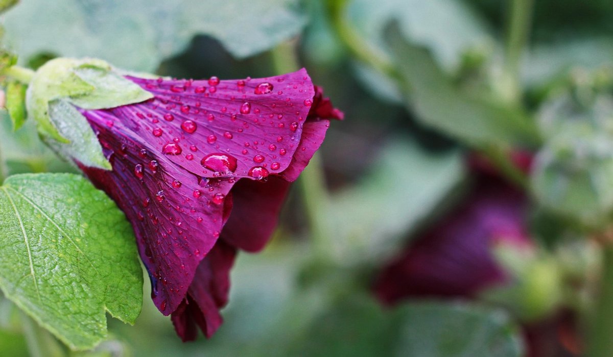 Jobs to Do in the Garden This Spring